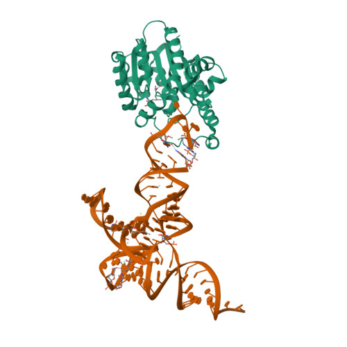 CmoM from E. coli complexed with sinefungin and tRNA-Ser 이미지