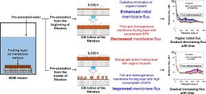 Pre-ozonation for gravity-driven membrane filtration: Effects of ozone dosage and application timing on membrane flux and water quality